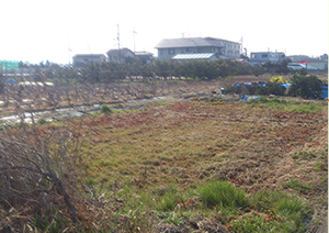 跡継ぎがいなくて荒地状態の農地が多くなっています。