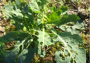 しかし現実は甘くない…。農薬不使用なので野菜は虫に食われました。